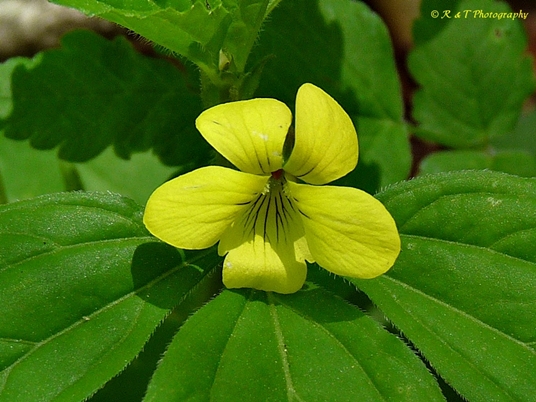{Viola tripartita}